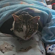 Cookie Dough joined the competition — help win amazing prizes! animal, bedroom, blanket, cat, comfort, cozy, cute, domestic, feline, fur, home, indoor, looking, pattern, pet, plush_toy, relaxing, resting, soft, stuffed_animal