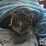 animal, bedroom, blanket, cat, comfort, cozy, cute, domestic, feline, fur, home, indoor, looking, pattern, pet, plush_toy, relaxing, resting, soft, stuffed_animal