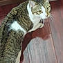 cat, tabby, pet, animal, indoor, wooden_floor, fur, whiskers, curious, yellow_eyes, looking_up, domestic_cat, striped, white_patches, ears, tail, feline, companion, house_pet, mammal
