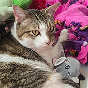 Cookie Dough is registered to the contest to win money with this photo: cat, tabby_cat, white_cat, fleece_blanket, plush_toy, stuffed_animal, soft_texture, colorful, pink, purple, gray, green, brown, indoor, pet, animal, relaxed, cute, cozy, resting