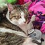 cat, tabby_cat, white_cat, fleece_blanket, plush_toy, stuffed_animal, soft_texture, colorful, pink, purple, gray, green, brown, indoor, pet, animal, relaxed, cute, cozy, resting
