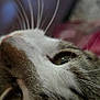 cat, close_up, face, whiskers, eye, nose, pet, animal, fur, tabby, domestic_cat, indoor, portrait, mammal, whisker, looking_up, soft_focus, blurred_background, feline, cute