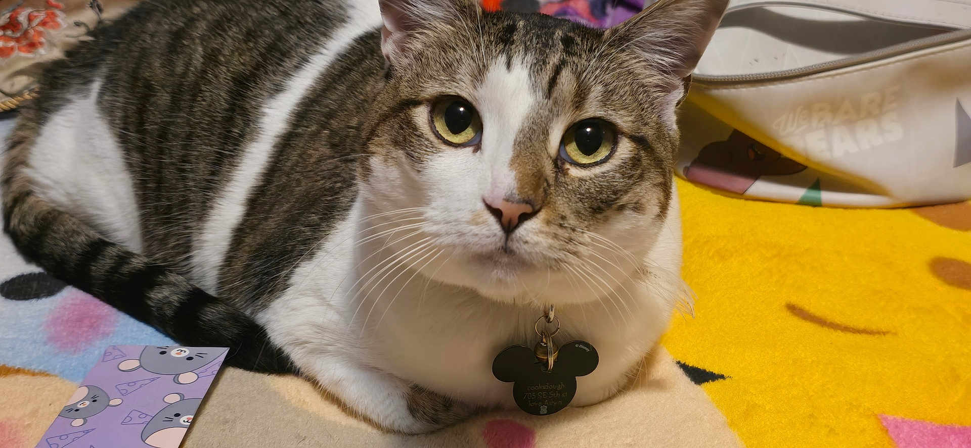 Cookie Dough joined the competition — help win amazing prizes! cat, tabby, white_fur, pet, collar, tag, mickey_mouse, close_up, indoor, blanket, yellow, smiley_face, fur, whiskers, animal, cute, relaxed, looking, face, ears