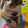 Cookie Dough is registered to the contest to win money with this photo: cat, tabby_cat, pet, collar, mickey_mouse_tag, indoor, blanket, colorful, patterned_blanket, fur, whiskers, ears, paws, close_up, animal, cute, domestic_cat, resting, looking_at_camera, feline