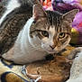 Cookie Dough is registered to the contest to win money with this photo: cat, tabby_cat, cookie, blanket, plush_toy, stuffed_animal, indoor, pet, animal, fur, whiskers, face, curious, lying_down, cozy, colorful, soft_toys, patterned_blanket, wrapped_food, closeup