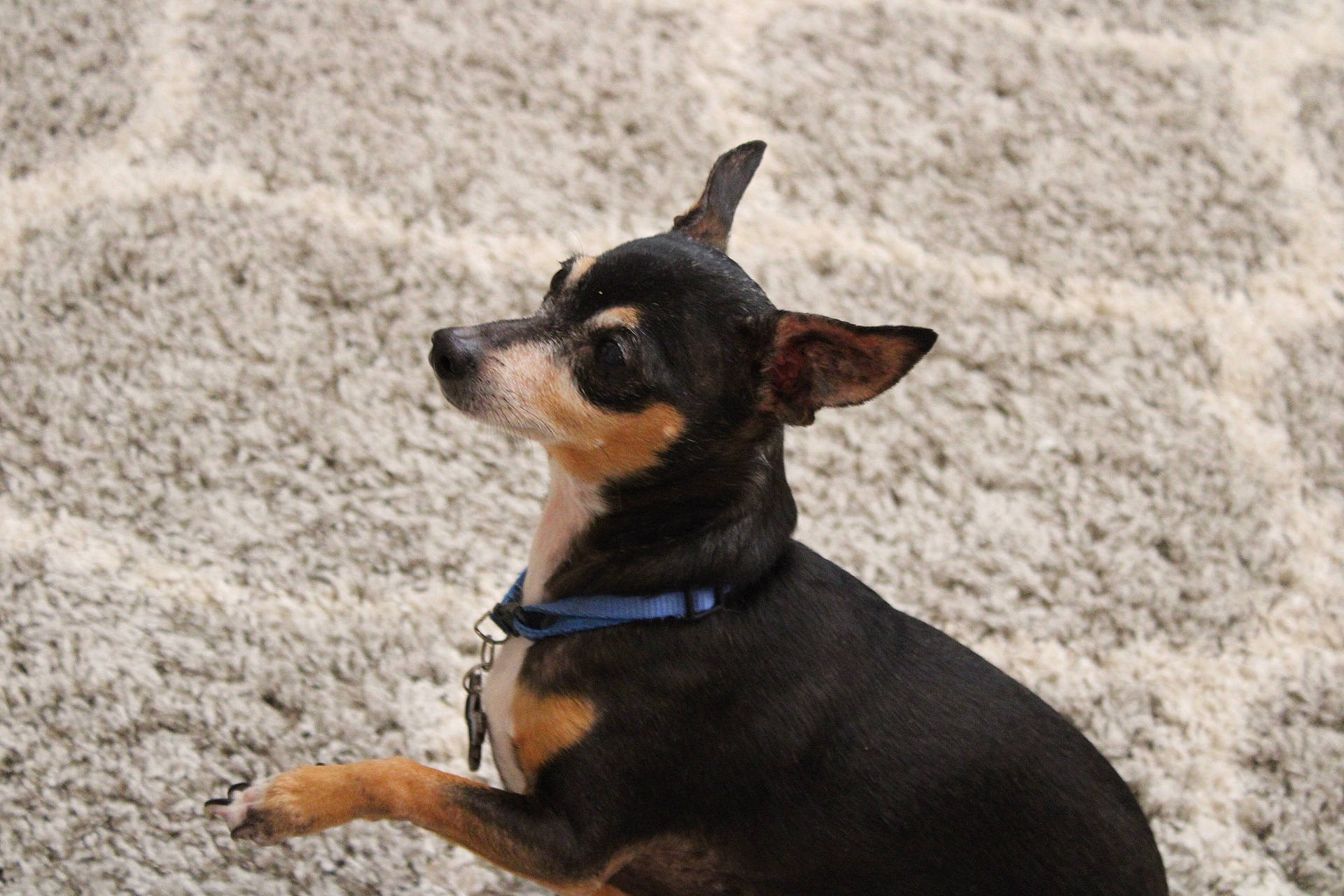 Paco is registered to the contest to win money with this photo: canidae, carnivore, companion_dog, dog, dog_breed, fawn, fur, guard_dog, paw, snout, sporting_group, terrestrial_animal, toy_dog, whiskers, working_animal, working_dog