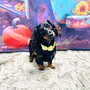 Daisy joined the competition — help win amazing prizes! animal, autumn, background, black_and_tan, cozy, cute, dachshund, decor, dog, fall_theme, flower_necklace, fluffy_rug, fur, indoor, pet, portrait, pumpkin, small_dog, sunflower, vintage_truck