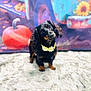 dog, dachshund, flower_necklace, pumpkin, vintage_truck, sunflower, autumn, fluffy_rug, portrait, black_and_tan, pet, cute, indoor, decor, fall_theme, animal, fur, small_dog, background, cozy