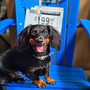 Daisy joined the competition — help win amazing prizes! dog, dachshund, black_dog, small_dog, pet, animal, sitting, tongue_out, happy, collar, chair, blue_chair, indoor, portrait, canine, fur, cute, friendly, animal_portrait, domestic_animal
