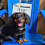 animal, animal_portrait, black_dog, blue_chair, canine, chair, collar, cute, dachshund, dog, domestic_animal, friendly, fur, happy, indoor, pet, portrait, sitting, small_dog, tongue_out