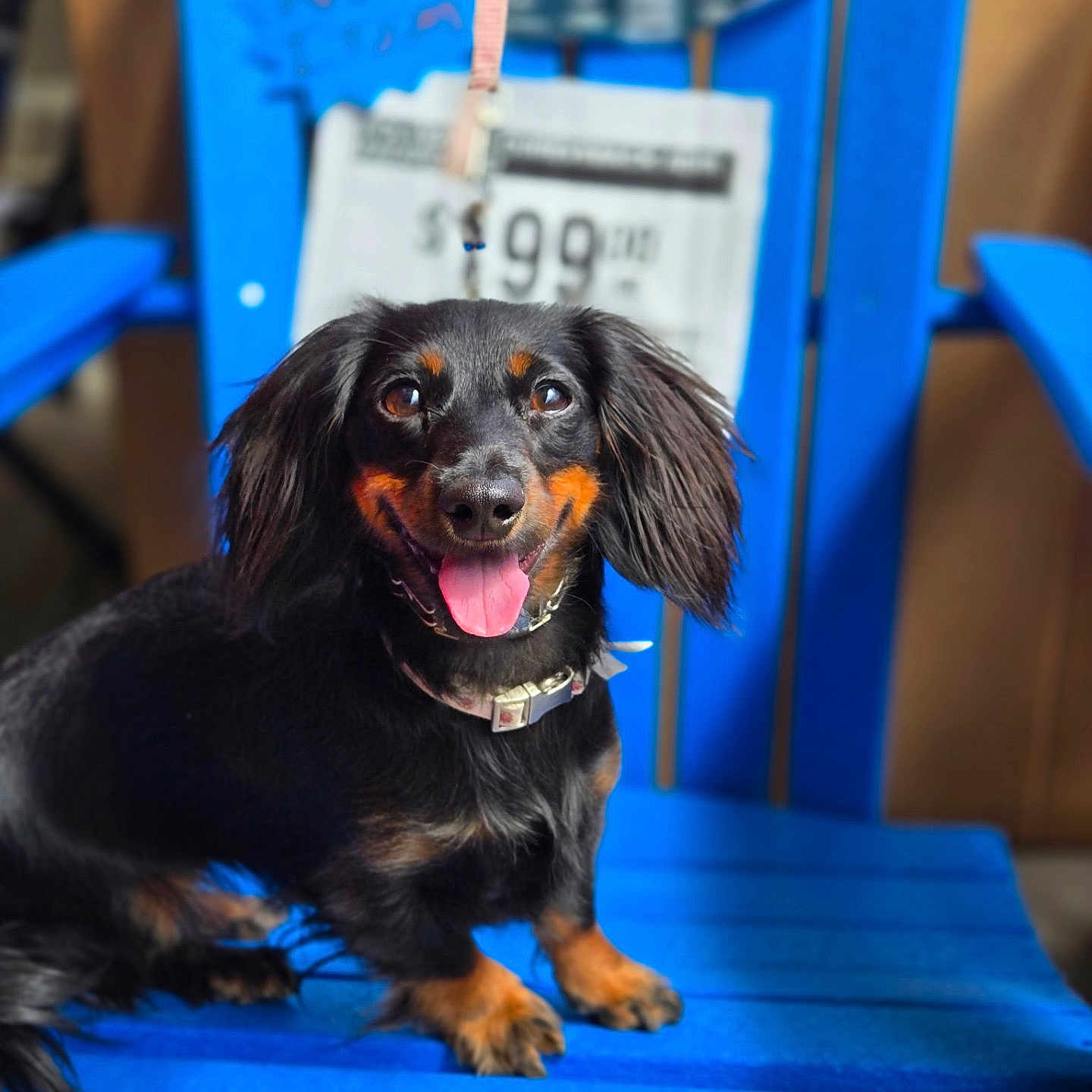Daisy joined the competition — help win amazing prizes! animal, animal_portrait, black_dog, blue_chair, canine, chair, collar, cute, dachshund, dog, domestic_animal, friendly, fur, happy, indoor, pet, portrait, sitting, small_dog, tongue_out