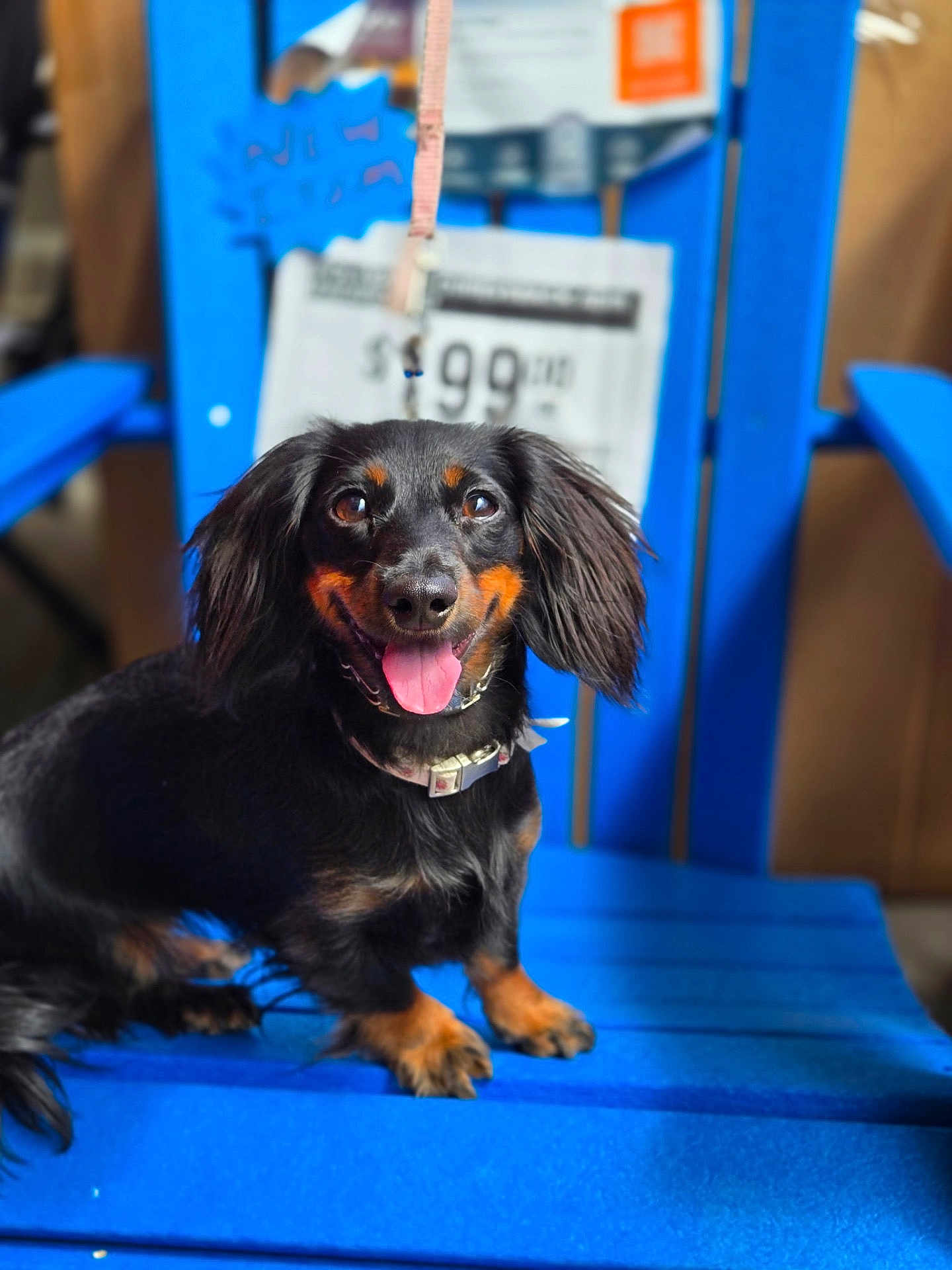 Daisy joined the competition — help win amazing prizes! dog, dachshund, black_dog, small_dog, pet, animal, sitting, tongue_out, happy, collar, chair, blue_chair, indoor, portrait, canine, fur, cute, friendly, animal_portrait, domestic_animal