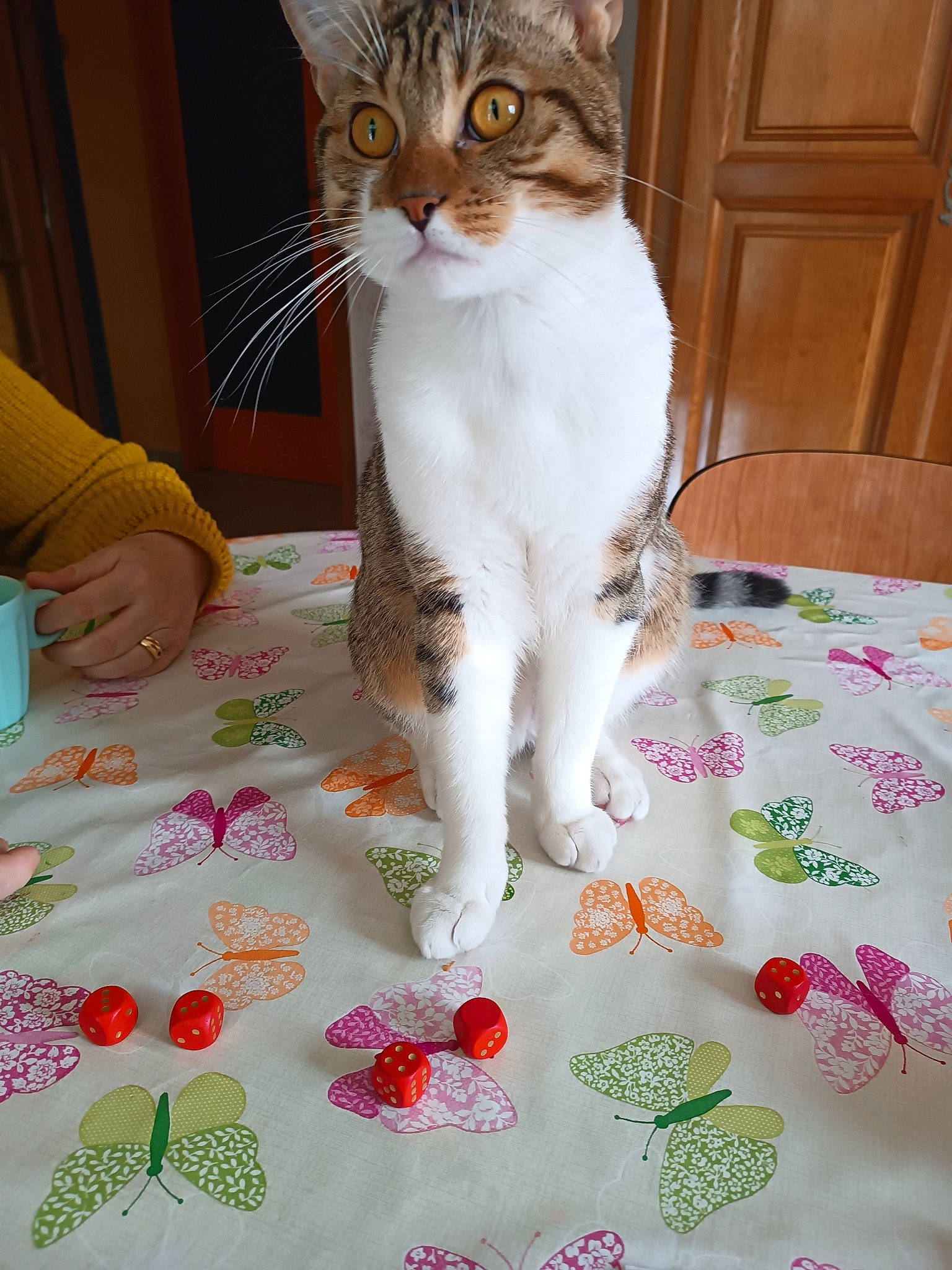 Figaro a rejoint le concours — aidez-le/la à gagner de superbes lots ! art, bed_sheet, bedding, carnivore, cat, comfort, domestic_short_haired_cat, fawn, felidae, fur, linens, pattern, paw, petal, small_to_medium_sized_cats, snout, tablecloth, tail, textile, whiskers