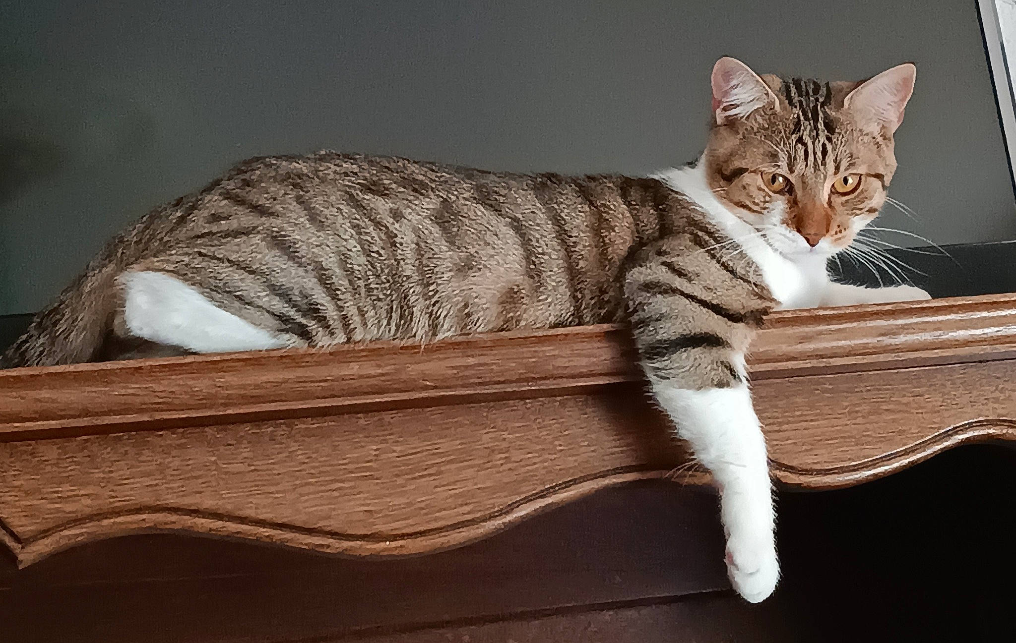 Figaro participe au concours pour gagner de l'argent avec cette photo : brown, carnivore, cat, cat_supply, comfort, domestic_short_haired_cat, fawn, felidae, fur, hardwood, pattern, paw, sitting, small_to_medium_sized_cats, snout, tail, terrestrial_animal, whiskers, wildlife, wood