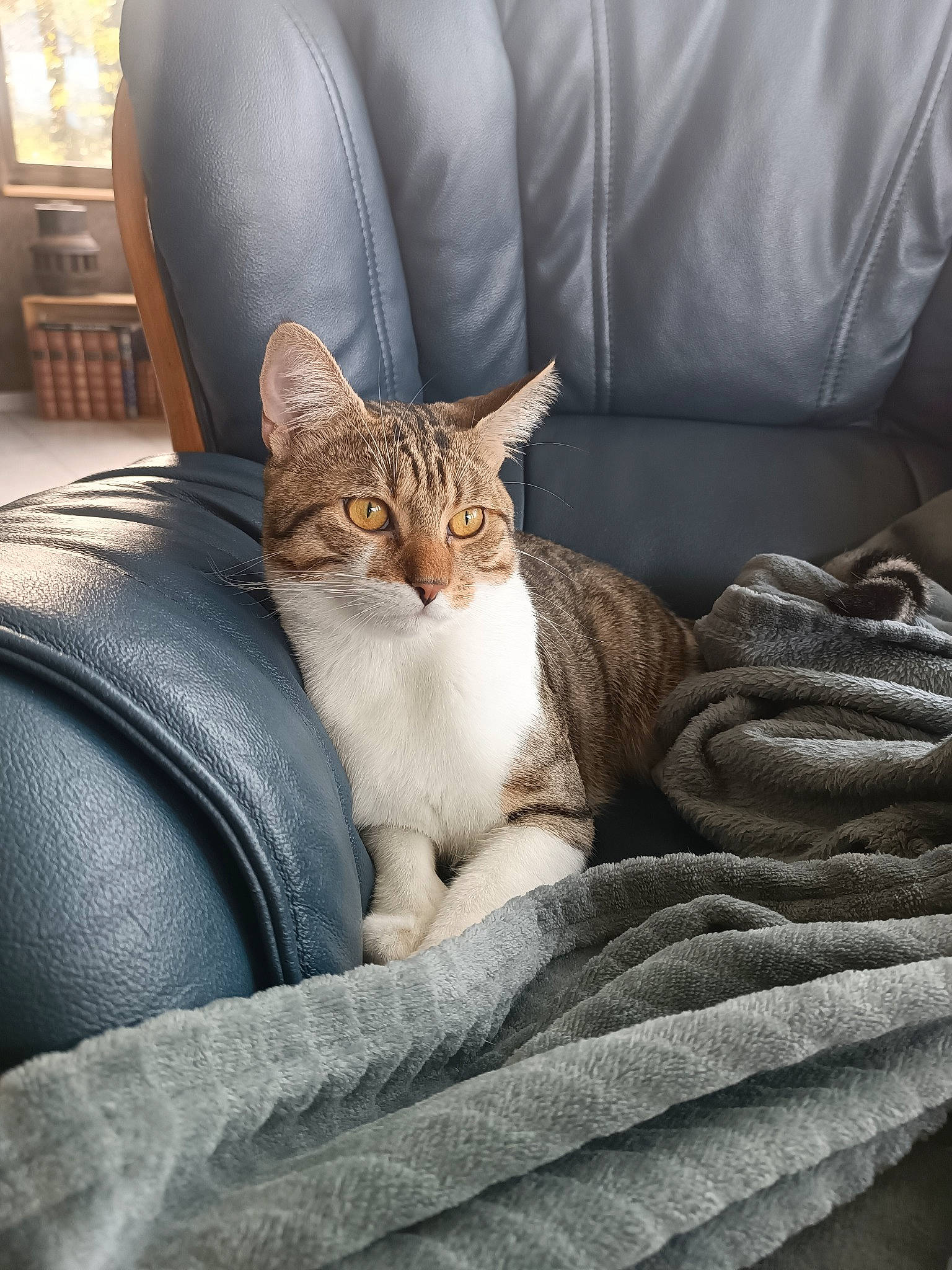 Figaro participe au concours pour gagner de l'argent avec cette photo : bedding, brown, carnivore, cat, chair, comfort, couch, domestic_short_haired_cat, fawn, felidae, fur, grey, linens, mammal, sitting, small_to_medium_sized_cats, tail, vertebrate, whiskers, wood