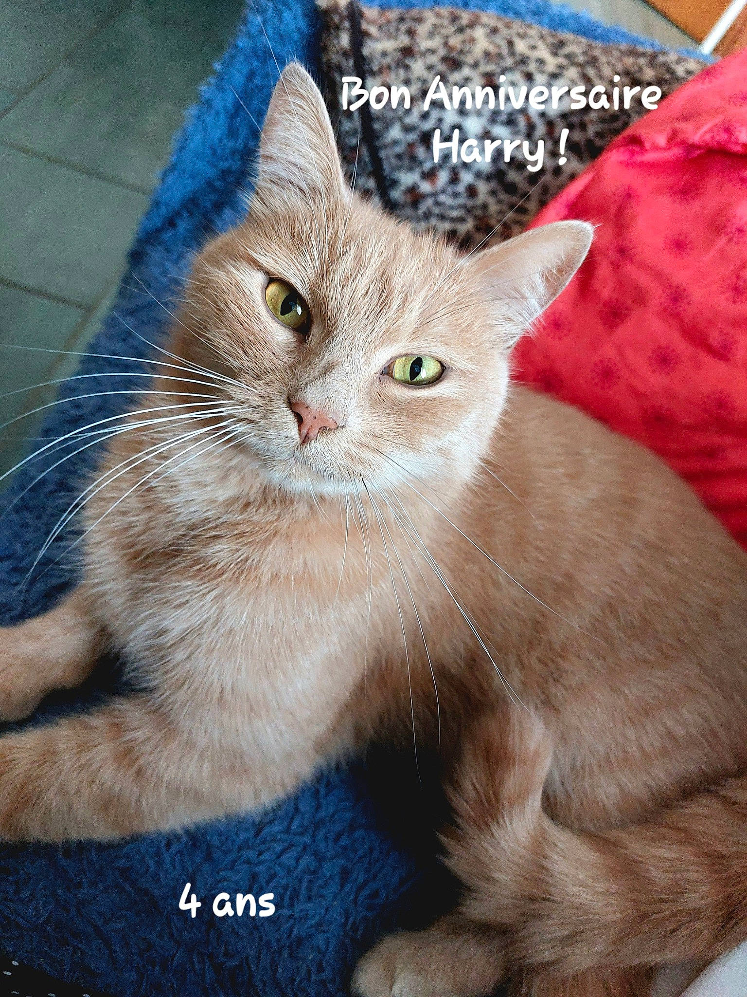 Harry participe au concours pour gagner de l'argent avec cette photo : carnivore, cat, claw, domestic_short_haired_cat, electric_blue, fawn, felidae, fur, paw, photo_caption, small_to_medium_sized_cats, snout, tail, whiskers, window