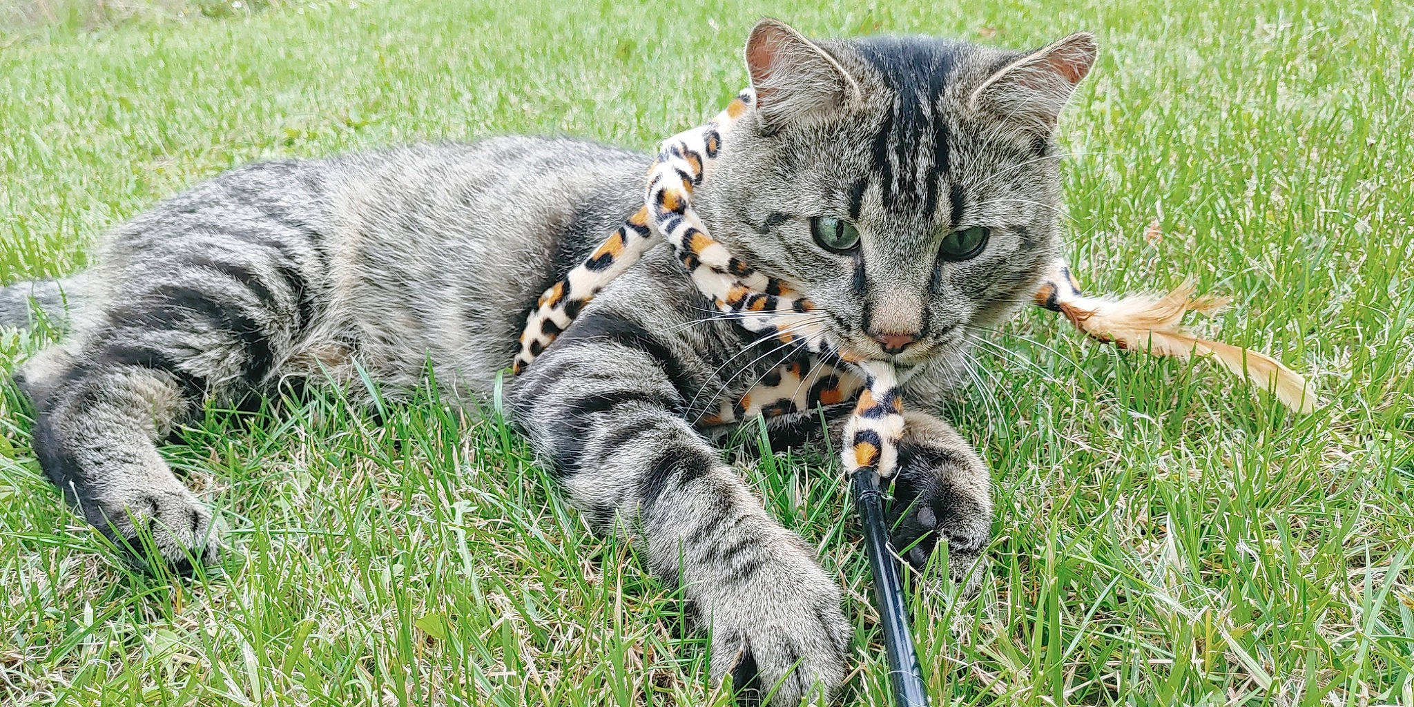 Arthur participe au concours pour gagner de l'argent avec cette photo : bobcat, carnivore, cat, claw, domestic_short_haired_cat, felidae, fur, grass, grass_family, groundcover, paw, plant, sitting, small_to_medium_sized_cats, snout, tail, terrestrial_animal, vertebrate, whiskers, wildlife