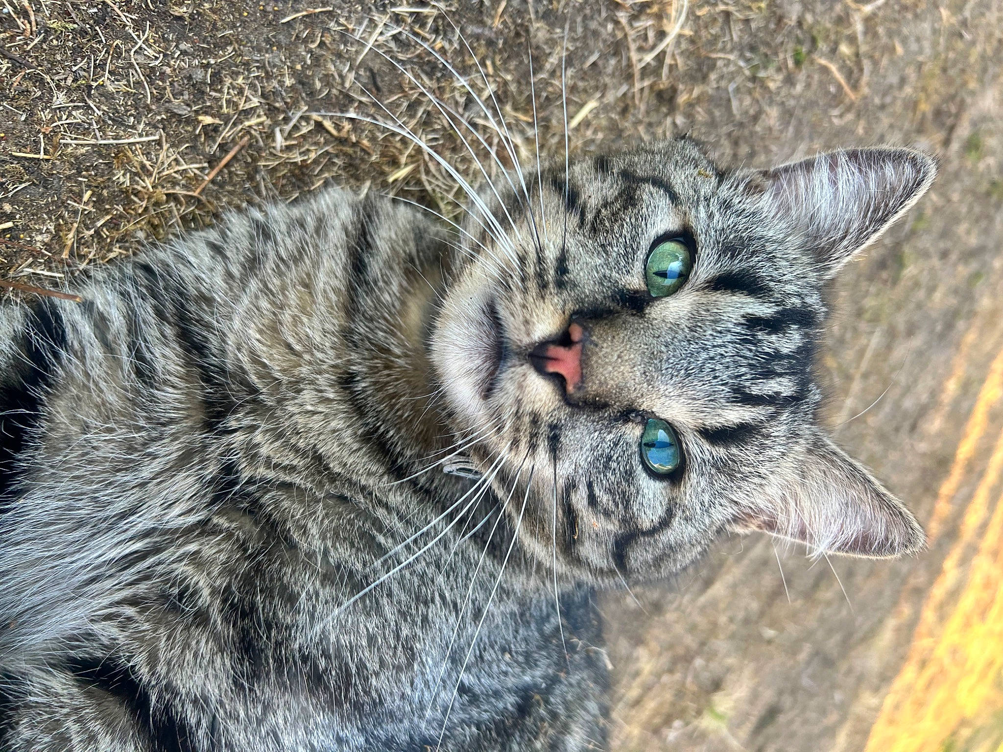 Arthur participe au concours pour gagner de l'argent avec cette photo : bobcat, carnivore, cat, claw, domestic_short_haired_cat, eye, felidae, fur, grass, paw, small_to_medium_sized_cats, snout, tail, terrestrial_animal, whiskers, wildlife
