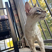 Daisy Mae Honeycutt is registered to the contest to win money with this photo: abyssinian, animal, architecture, balcony, building, cat, chair, deck, furniture, homedecor, house, housing, kitten, linen, manx, pet, porch, siamese, window, wood