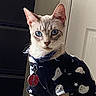 Daisy Mae Honeycutt joined the competition — help win amazing prizes! abyssinian, accessories, angora, animal, cat, clothing, couch, cushion, door, furniture, homedecor, indoors, jewelry, kitten, locket, manx, pendant, pet, siamese, t_shirt