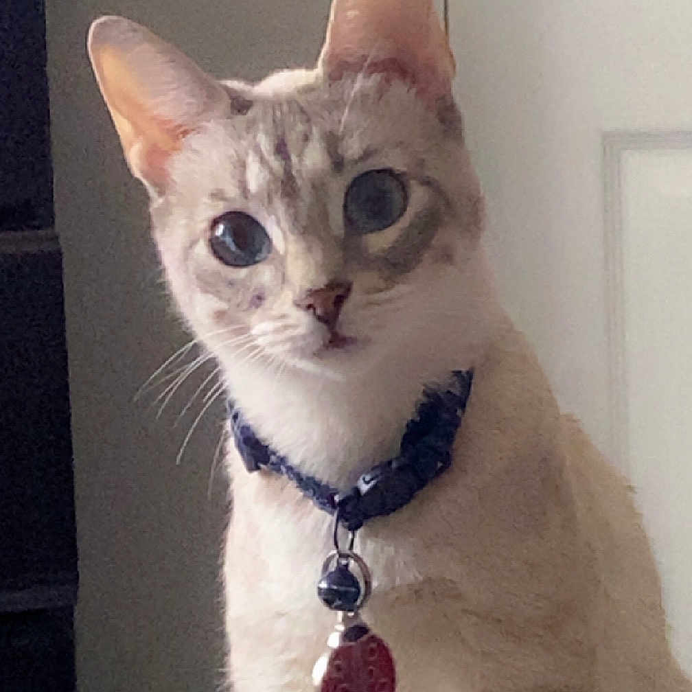 Daisy Mae Honeycutt joined the competition — help win amazing prizes! abyssinian, accessories, animal, cat, collar, face, formalwear, head, jewelry, kitten, leash, manx, necklace, pendant, person, pet, photography, portrait, siamese, strap