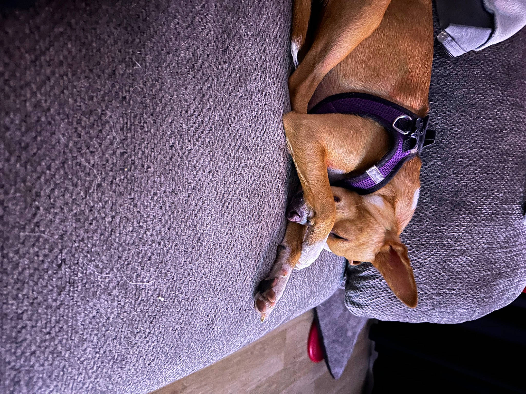 Babies joined the competition — help win amazing prizes! canidae, comfort, companion_dog, denim, dog, dog_breed, elbow, electric_blue, fashion_accessory, fawn, foot, human_leg, knee, nail, purple, sporting_group, sunglasses, thigh, wood, wrist