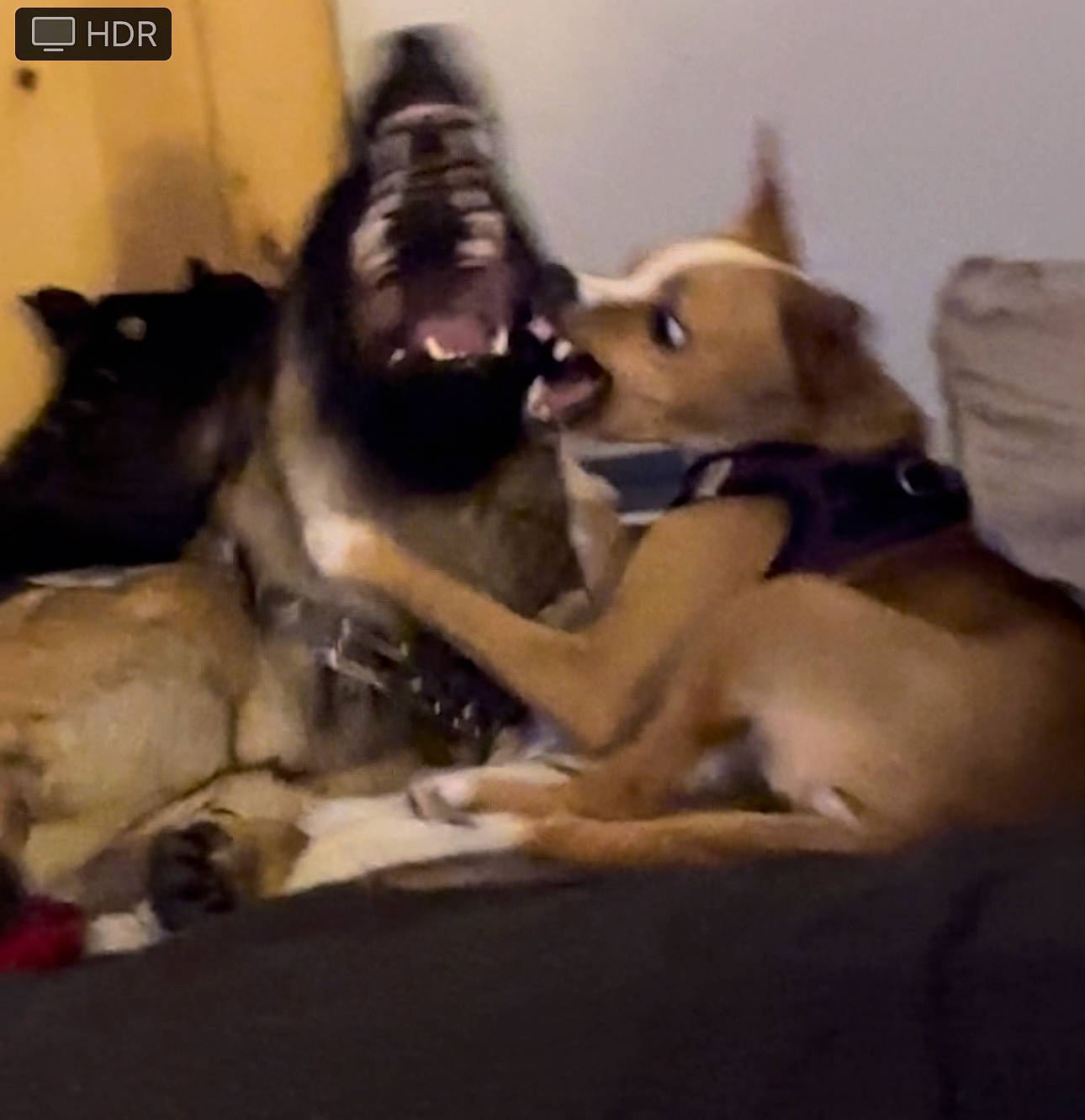 Babies joined the competition — help win amazing prizes! bed, bedding, canidae, carnivore, comfort, companion_dog, dog, dog_breed, fawn, fur, guard_dog, linens, nap, paw, puppy, room, sleep, snout, sporting_group, working_animal