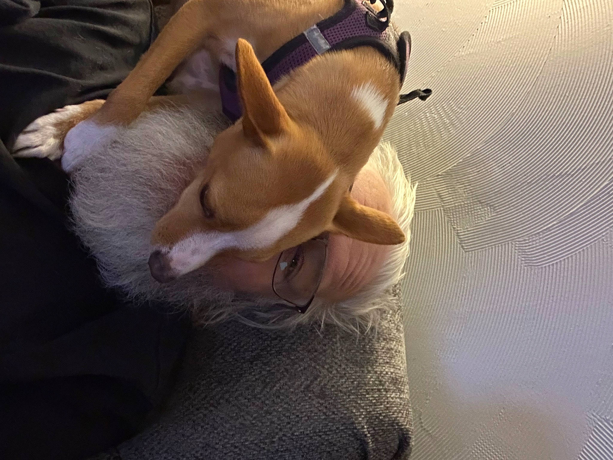 Babies is registered to the contest to win money with this photo: canidae, carnivore, comfort, companion_dog, dog, dog_breed, ear, fawn, felidae, fur, human_leg, knee, non_sporting_group, paw, sporting_group, tail, thigh, toy_dog, whiskers, working_animal