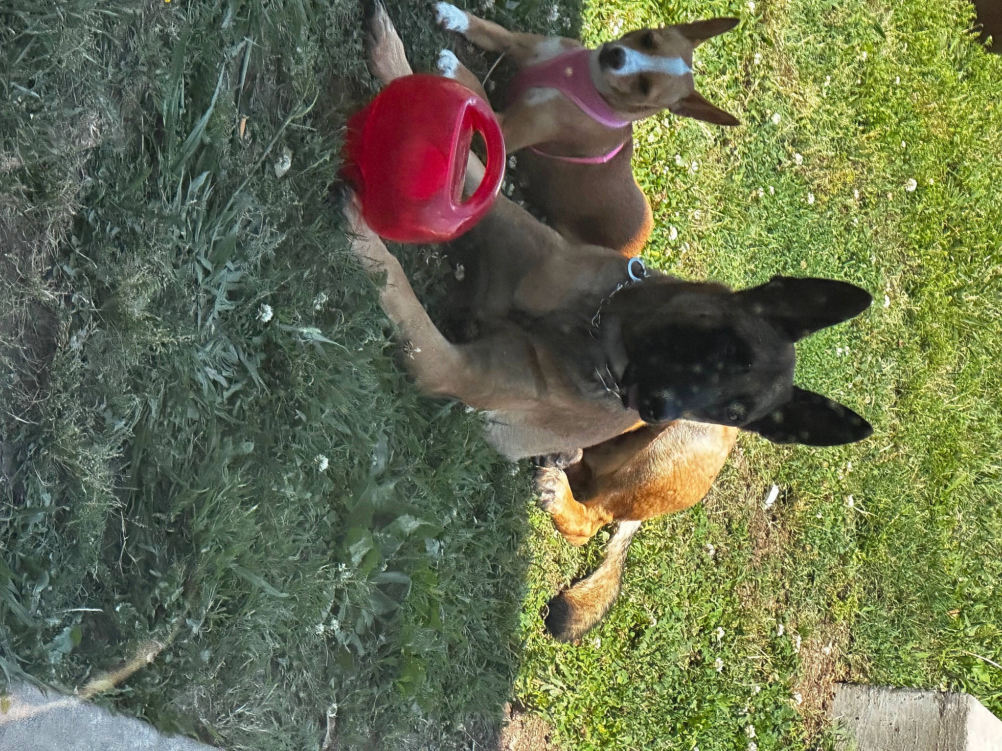 Loki joined the competition — help win amazing prizes! adventure, canidae, carnivore, collar, companion_dog, dog, dog_breed, dog_supply, east_european_shepherd, fawn, grass, guard_dog, herding_dog, pinscher, plant, snout, sporting_group, tail, working_animal, working_dog