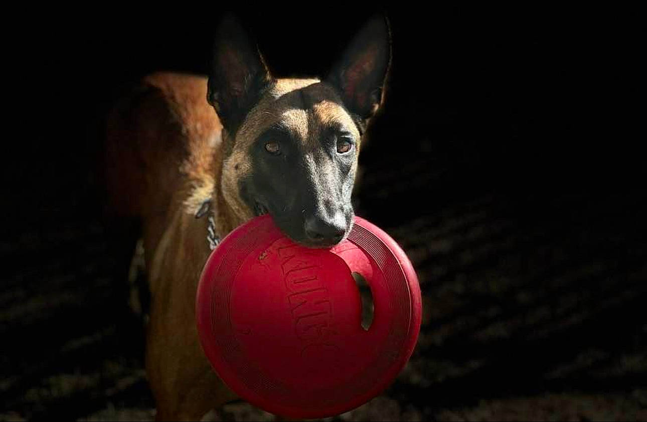 Loki is registered to the contest to win money with this photo: art, ball, canidae, carmine, carnivore, darkness, dog, dog_breed, dog_supply, event, fawn, flash_photography, midnight, night, recreation, snout, sporting_group, sports_equipment, still_life_photography, working_animal