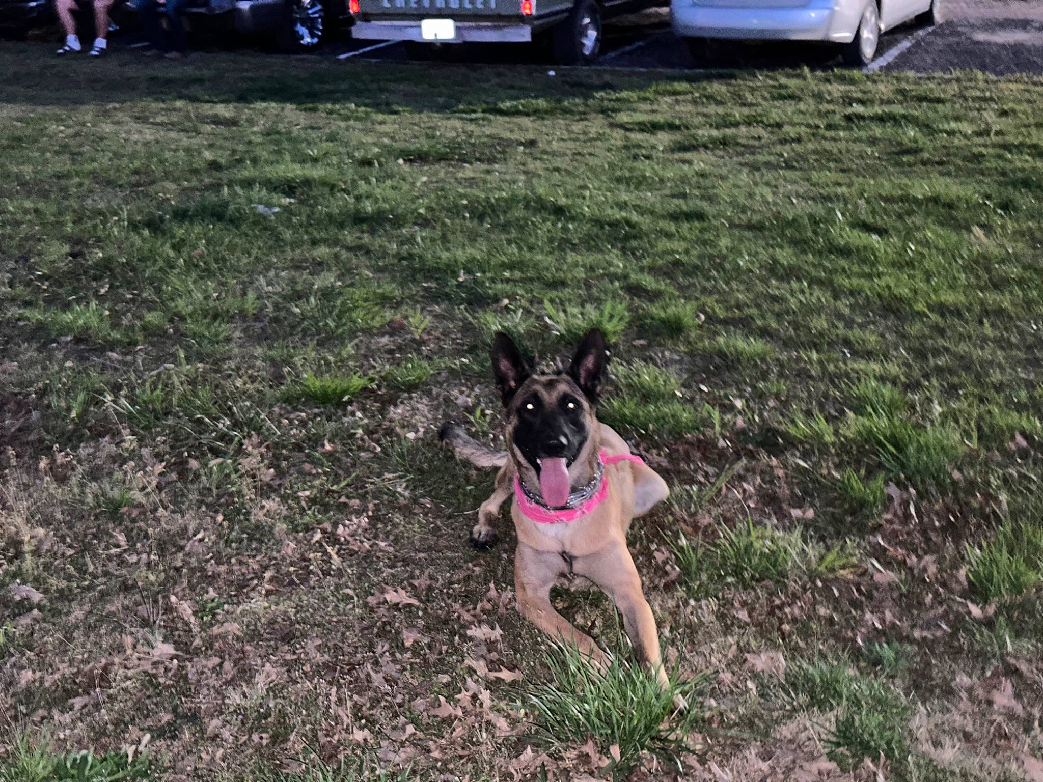 Loki is registered to the contest to win money with this photo: automotive_tire, carnivore, collar, companion_dog, dog, dog_breed, dog_collar, dog_supply, fawn, grass, lawn, leash, pet_supply, plant, snout, sporting_group, tail, toy_dog, vehicle_registration_plate, working_animal