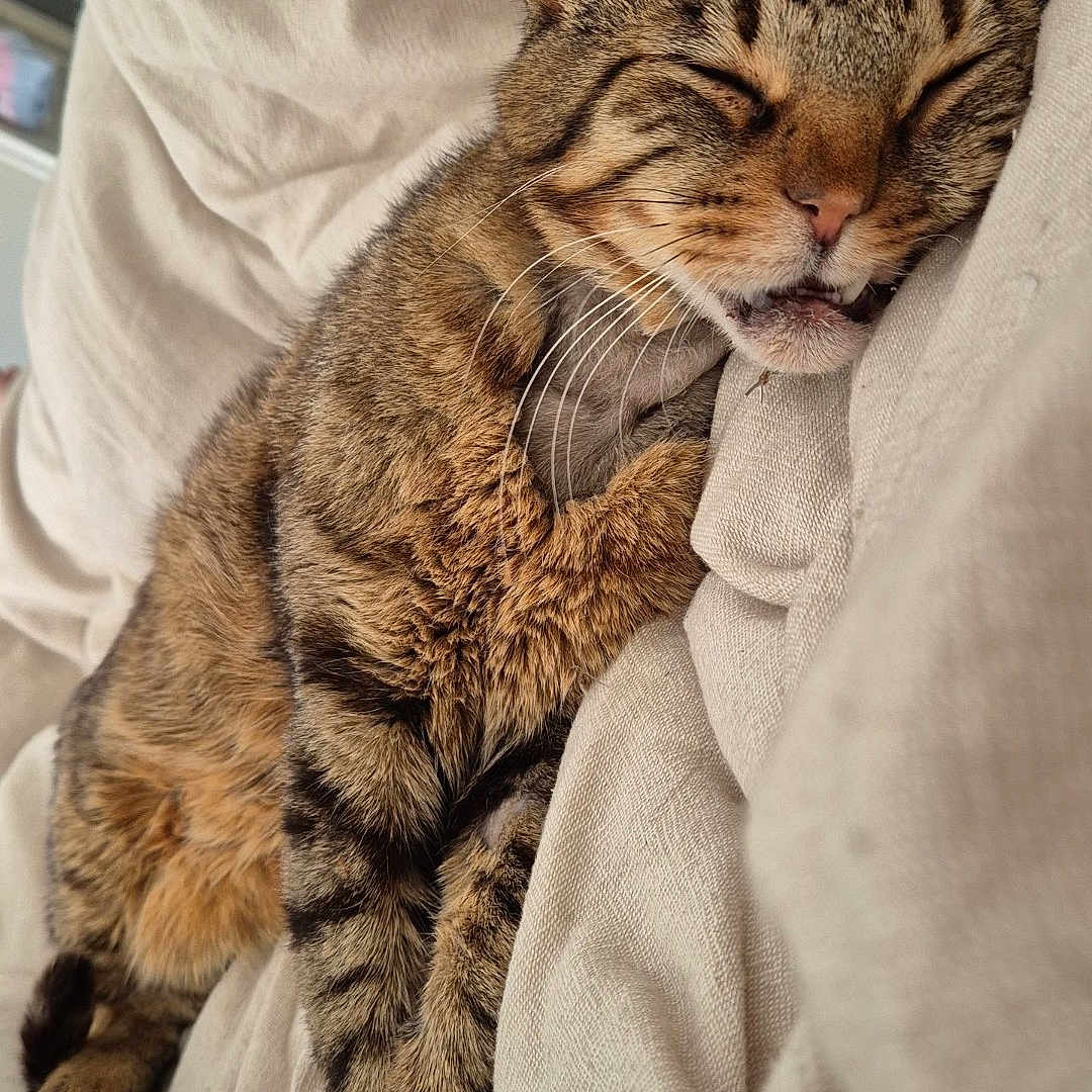Rocky a rejoint le concours — aidez-le/la à gagner de superbes lots ! abyssinian, animal, bed, blanket, cat, couch, cushion, face, furniture, head, homedecor, indoors, kitten, manx, person, pet, photography, portrait, quilt, sleeping