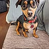 dog, small_dog, pet, collar, tag, couch, indoor, living_room, brown_floor, blanket, curious, close_up, fur, ears, animal, cute, sitting, face, paw, home
