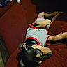 puppy, dog, sleeping, shirt, red_couch, indoor, resting, pet, cozy, animal, young_dog, relaxation, domestic, fur, cute, black_and_tan, collar, canine, laying_down, nap