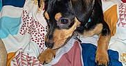Ramsey joined the competition — help win amazing prizes! puppy, dog, bed, blanket, colorful, indoor, pet, black_and_tan, curious, young_dog, collar, animal, cute, patterned_bedspread, furniture, laundry_basket, household, room, small_dog, domestic