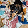 puppy, dog, bed, blanket, colorful, indoor, pet, black_and_tan, curious, young_dog, collar, animal, cute, patterned_bedspread, furniture, laundry_basket, household, room, small_dog, domestic
