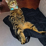 Lola is registered to the contest to win money with this photo: cat, tabby_cat, collar, yellow_eyes, sitting, couch, black_cloth, indoor, wooden_floor, relaxed, pet, animal, feline, whiskers, fur, domestic, cute, alert, household, bell
