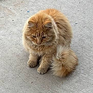 Dapper is registered to the contest to win money with this photo: alone, animal, cat, concrete, curious, cute, daylight, domestic_animal, ears, feline, fluffy, fur, nature, orange_cat, outdoor, pet, sidewalk, sitting, tail, whiskers