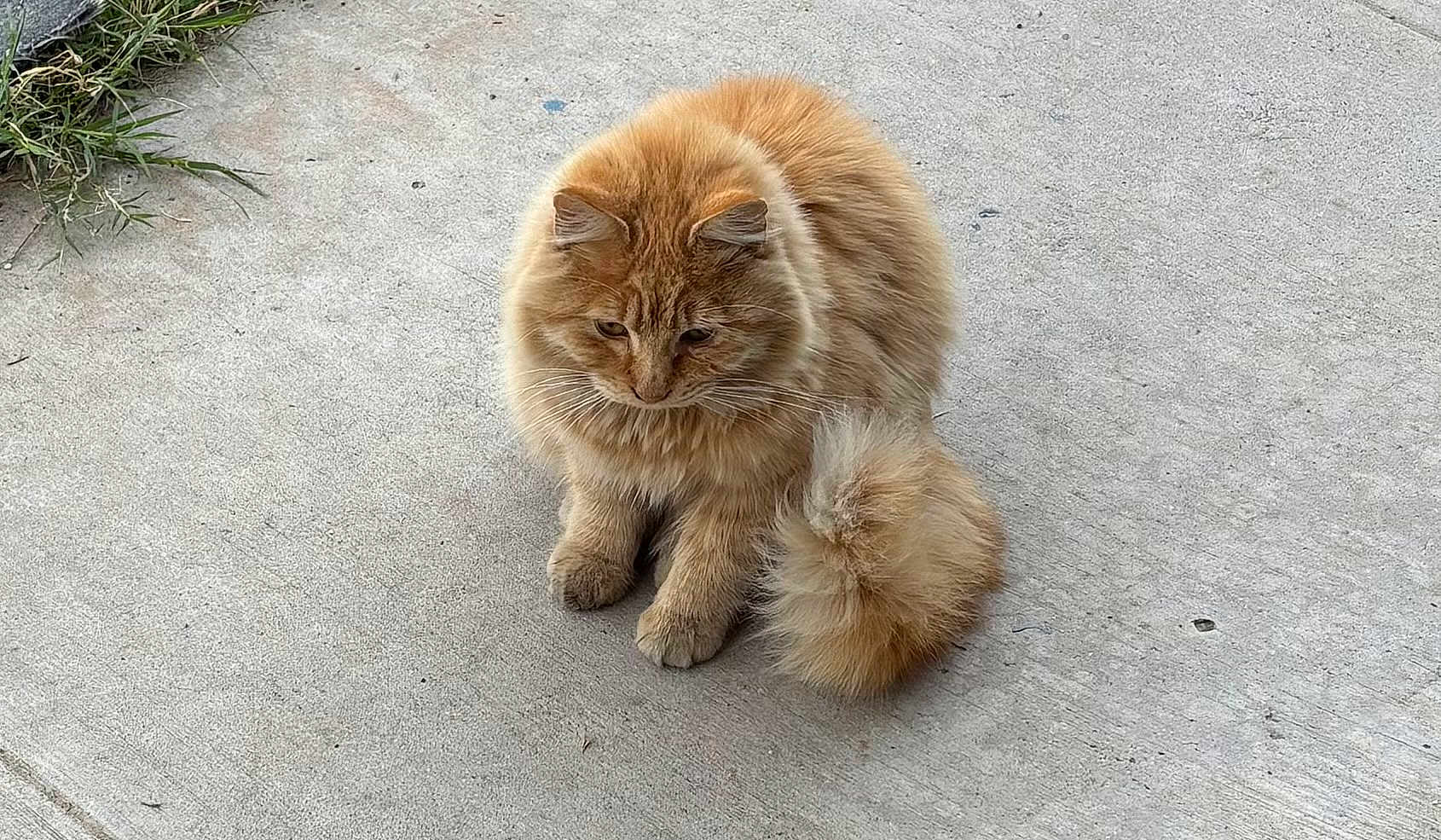 Dapper is registered to the contest to win money with this photo: alone, animal, cat, concrete, curious, cute, daylight, domestic_animal, ears, feline, fluffy, fur, nature, orange_cat, outdoor, pet, sidewalk, sitting, tail, whiskers