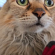 King Joseph Adams is registered to the contest to win money with this photo: animal, blanket, cat, close_up, cozy, curious, cute, ears, face, feline, fluffy, fur, green_eyes, indoor, mammal, nose, pet, portrait, soft, whiskers