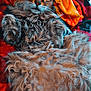 King Joseph Adams is registered to the contest to win money with this photo: black, blanket, cat, cozy, cute, domestic_animal, fluffy, fur, indoor, lying_down, orange_bonnet, paws, pet, red, relaxed, resting, sleepy, soft, whiskers, wide_eyes
