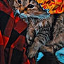 King Joseph Adams joined the competition — help win amazing prizes! animal, black, blanket, cat, closeup, cozy, cute, feline, fur, indoor, orange, pet, red, relaxed, resting, shower_cap, soft, tabby, whiskers, yellow