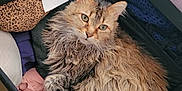 King Joseph Adams is registered to the contest to win money with this photo: animal, box, cat, clothes, cozy, curled_up, cute, domestic_animal, feline, fluffy, fur, home, indoor, long_hair, looking_at_camera, pet, relaxed, resting, soft_texture, storage_box