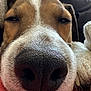 dog, close_up, nose, sleepy, pet, animal, indoor, fur, texture, snout, brown, white, relaxing, cozy, face, whiskers, portrait, cute, companion, resting