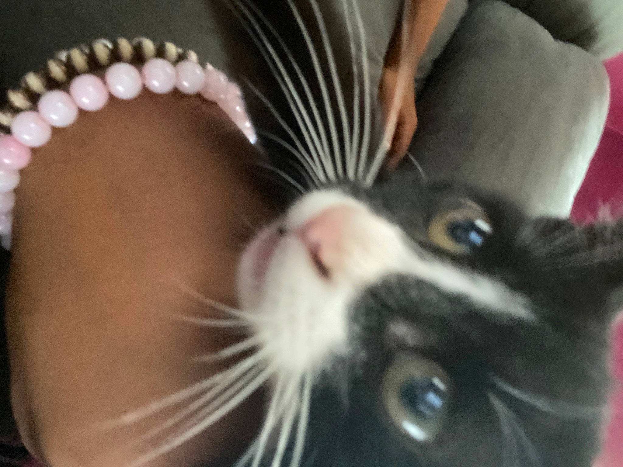 Oreo is registered to the contest to win money with this photo: carnivore, cat, claw, comfort, domestic_short_haired_cat, ear, eyelash, felidae, foot, fur, human_leg, nail, paw, small_to_medium_sized_cats, snout, tail, whiskers