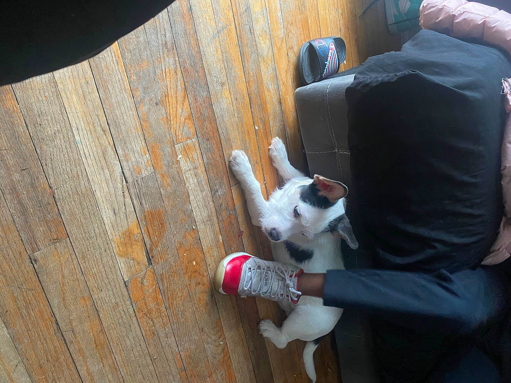 Leo joined the competition — help win amazing prizes! ball, carnivore, comfort, companion_dog, dog, dog_breed, fawn, floor, flooring, football, hardwood, human_leg, lap, leg, snout, tail, textile, thigh, toy, wood