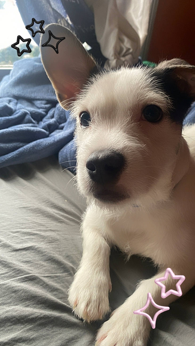 Leo joined the competition — help win amazing prizes! ancient_dog_breeds, canidae, carnivore, companion_dog, dog, dog_breed, fawn, fur, happy, non_sporting_group, paw, puppy_love, selfie, small_terrier, snout, sporting_group, terrier, toy_dog, whiskers, working_animal