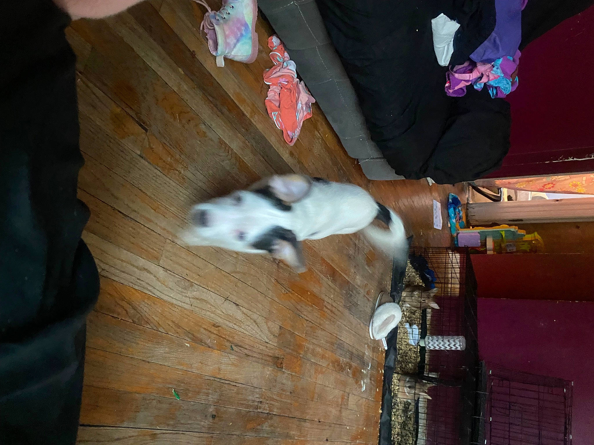 Leo is registered to the contest to win money with this photo: carmine, companion_dog, dog, dog_breed, floor, flooring, foot, fun, fur, hardwood, human_leg, musical_instrument, plywood, room, tail, thigh, tree, wood, wood_flooring, wood_stain