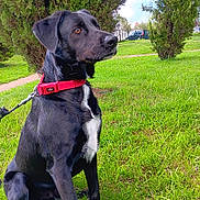 Taz a rejoint le concours — aidez-le/la à gagner de superbes lots ! dog, black_dog, red_collar, grass, trees, park, outdoor, pet, animal, canine, sitting, leash, nature, daylight, fur, white_patch, alert, ears, snout, side_view