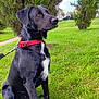 dog, black_dog, red_collar, grass, trees, park, outdoor, pet, animal, canine, sitting, leash, nature, daylight, fur, white_patch, alert, ears, snout, side_view